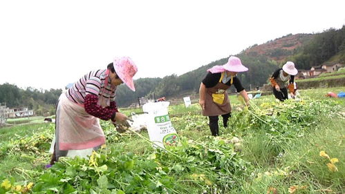 来了,今天的上杭新闻