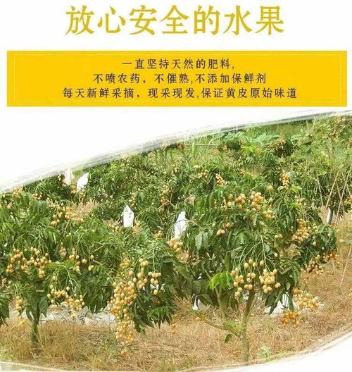 剪枝精品果 云浮郁南时令水果爽甜鸡心黄皮,原生态种植,当天新鲜采摘,果味浓,5斤 净果4 4.5