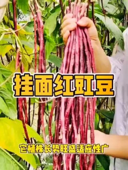 可春秋种植的红豇豆种子 三农 农业种植 优质农产品