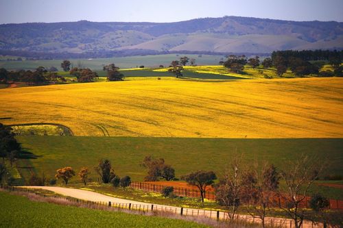 失去中国市场 澳大利亚大麦种植骤减15 农民被迫改种油菜籽