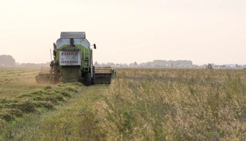 中俄粮油网对俄罗斯荞麦市场的营销研究报告