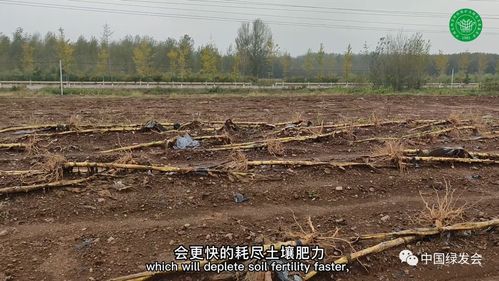 腊八粥里凝聚的人类驯服自然物种的谷物精华 农业生物多样性的未来