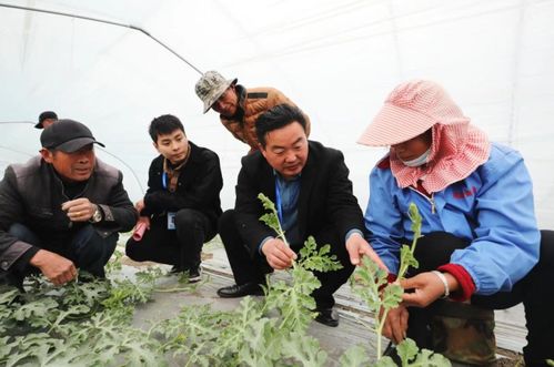 濉溪县铁佛镇 农技人员进田间 把脉问诊开良方